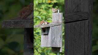 A minute with a Carolina wren family 🧡 [upl. by Luapnoj]