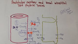 Renal system Lec 103  Peritubular Capillary Hydrostatic pressure  Colloid osmotic pressure [upl. by Gabriel]