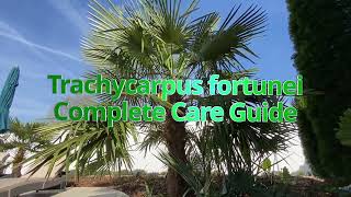 Trachycarpus fortunei Complete Care Guide [upl. by Waddell]