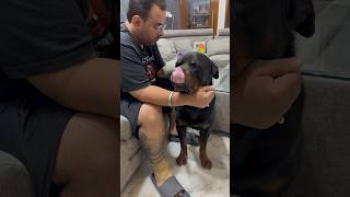 Rottweiler Buzbee Ko Bilkul Alag Kar Diya Zoey Heat Pe Hai shorts dogs rottweiler trending [upl. by Nairahcaz]