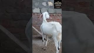 Goat Farming in Pakistan  Farming Business [upl. by Harrad]