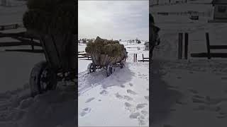 In maramures așa se numește nu contează că este frig sau cald [upl. by Ong803]