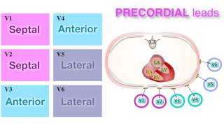 Ischemia 37  Localization on ECG [upl. by Lucine]