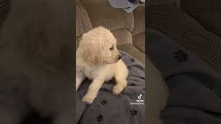 6 week old Goldendoodle puppygoldendoodleschanel [upl. by Raimundo]