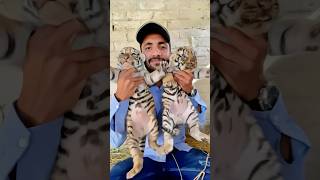 Episode 660 28 Days old tiger cubs 🧡😍🐯 [upl. by Nahguav180]