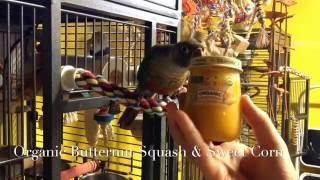 Introduce Your Conure To Fruits and Veggies With Creativity [upl. by Markus858]