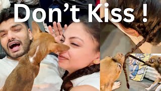 He Will Not Let Us Kiss 💋  My Possessive Chihuahua  Chihuahua Vlog [upl. by Siegfried]