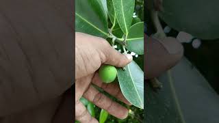 புன்னை மரம்  Calophyllum inophyllum special tree evergreen native plants village life [upl. by Ainirtac]