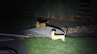 Mini Dachshund Nighttime Adventures [upl. by Arret55]