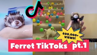 FERRETS Taking Over Tiktok  FUNNIEST Trending pt 2 [upl. by Leta]