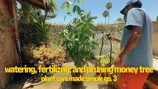 plant care made SIMPLE  watering fertilizing and pruning Money Tree [upl. by Amitarp416]