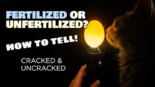 How to tell apart fertilized amp unfertilized chicken eggs with amp without cracking [upl. by Johan]