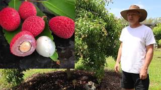 Our Backyard Lychee Trees  Yard Tour 2019  Sarasota Florida [upl. by Adias]