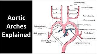 Aortic Arches Explained [upl. by Aneehsal]