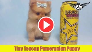 Tiny Teacup Pomeranian Puppy by PuppyHeavencom [upl. by Ariahaj]