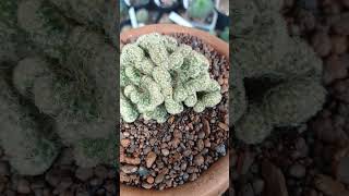 Cacto celebro Mammillaria Elongata [upl. by Idola]