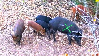 WILD HOG HUNTING with COMPOUND BOW CATCH and COOK [upl. by Corell]