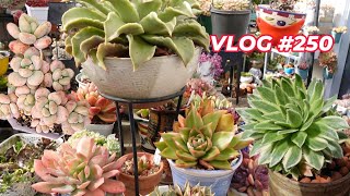 When Its Time To Propagate Succulents  VLOG 250  Growing Succulents with LizK [upl. by Ardnahsal]