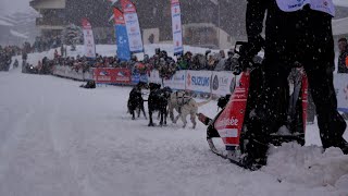 La grande Odyssée  La compétition de chiens de traineaux est de retour  ❄️ [upl. by Imogen]