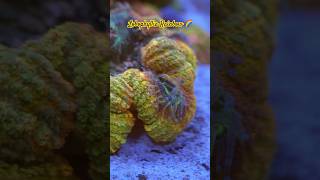 Aquarium Lobophyllia Coral aquarium reef fish reeftank youtubeshorts fyp youtube shortsvideo [upl. by Tepper]