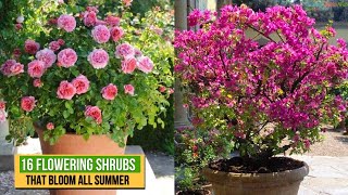 ​​16 Flowering Shrubs That Bloom All Summer  Summer Blooms [upl. by Brill332]