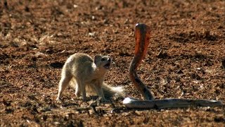 Mongoose Vs Cobra  Smithsonian Channel [upl. by Caressa95]