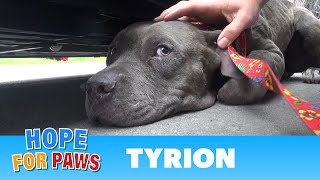 Tyrion  An injured Pit Bull rescued a moment before disaster Please share senior [upl. by Giffy703]