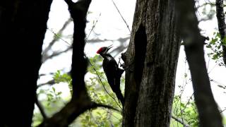 Pileated Woodpecker Drumming  1080p HD [upl. by Nenad927]