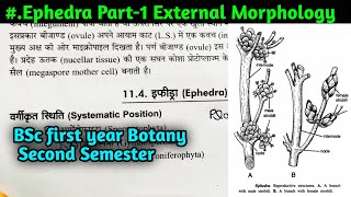 Ephedra Part1  Ephedra External Morphology  BSc first year Botany Second Semester [upl. by Rotsen]