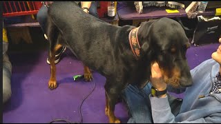 Black and Tan Coonhounds at Westminster Kennel Club Dog Show 2020 [upl. by Lehcnom368]