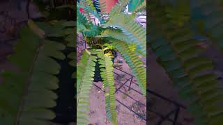 Fern plant care garden care plant nature love [upl. by Selrhc]