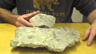 Identifying Fossiliferous Limestone [upl. by Derwood]