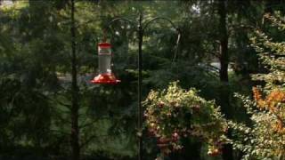 Suggested Placement for your Perky Pet® Hummingbird Feeder [upl. by Liuqa]