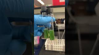 Pseudomonas Aeruginosa Of test with oil and with out check back next week for the results bacteria [upl. by Cirad]