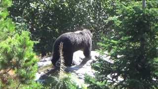 GRIZZLY BEAR or BLACK BEAR IDAHO [upl. by Onid844]