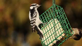 Woodpecker and a Cardinal at the very end Canon RF 800MM lens Video [upl. by Roinuj395]