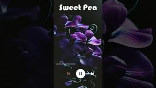 Sweet Pea 🥺Full Video Watch [upl. by Eads]