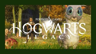 Tierwesen JAGD⚡Hogwarts Legacy54 ● Lets Play [upl. by Airahcaz]