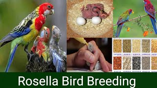 Rosella Bird breeding tips [upl. by Siulesoj437]