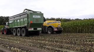 Mais hakselen in Eeklo New Holland hakselaar en Fendt traktoren [upl. by Rann]