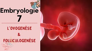 Embryologie  Lovogenèse   2022  شرح بالدارجة [upl. by Lubba]