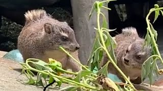 FIGHTING HYRAX CLOSE UP  Fighting Twin Sister Hyraxes  and one friendly mother Hyrax [upl. by Elamaj]