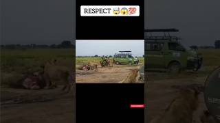 Respect 🤯😱💯  Even lions are shocked 😎  respect respectshorts [upl. by Ydnahs]