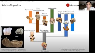 Las cinco especies humanas de Atapuerca [upl. by Mari963]