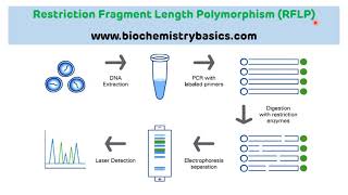 Introduction to Restriction Fragment Length Polymorphism RFLP  RFLP [upl. by Nasho]