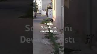 Nazilli Sokaklarını Develer Bastı [upl. by Ettolrahc]