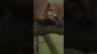 European pine marten Newfoundland pine marten Beech marten Nilgiri marten [upl. by Gibb]