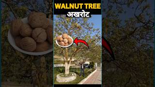 live🔴  Walnut tree😱  Himachal Pradesh🏞️  Amit Sir  walnut walnutree himachal [upl. by Ehttam]