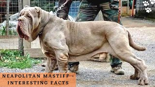 Neapolitan Mastiff Interesting facts  Neapolitan Dog Breed Video [upl. by Ardnuhsal42]