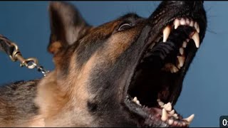 DOGS BARKING to Make your Dog Bark 4Dog Breeds Barking Sound Effects [upl. by Aicilef]